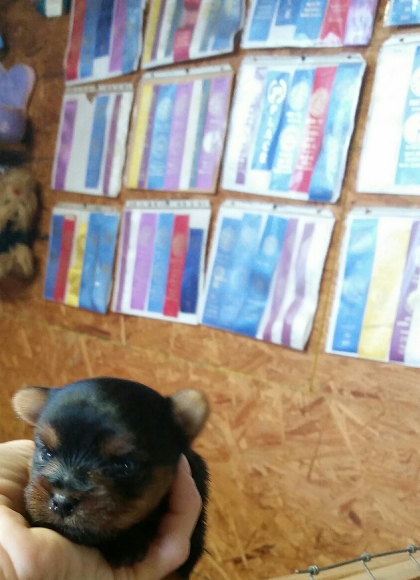 yorkie puppies for sale in greenville sc puppies that are sold yorkie puppies for adoption poodles for sale greenville yorkie puppies for sale in greenville sc puppies that are sold yorkie puppies for adoption poodles for sale greenville