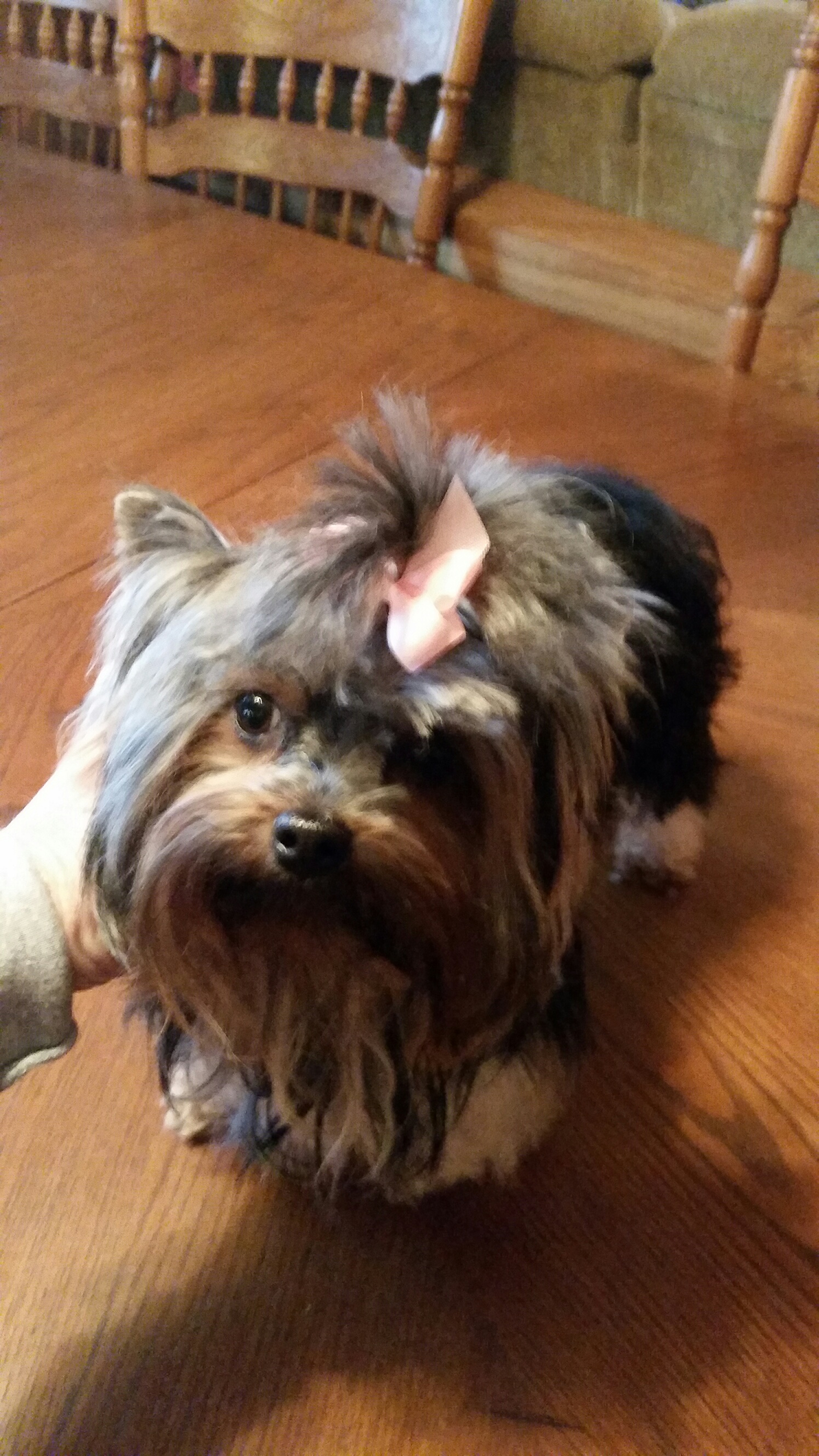 teacup yorkies for sale in greenville sc teacup yorkies for adoption poodles for sale teacup yorkie puppies for sale teacup yorkies for sale in greenville sc teacup yorkies for adoption poodles for sale teacup yorkie puppies for sale