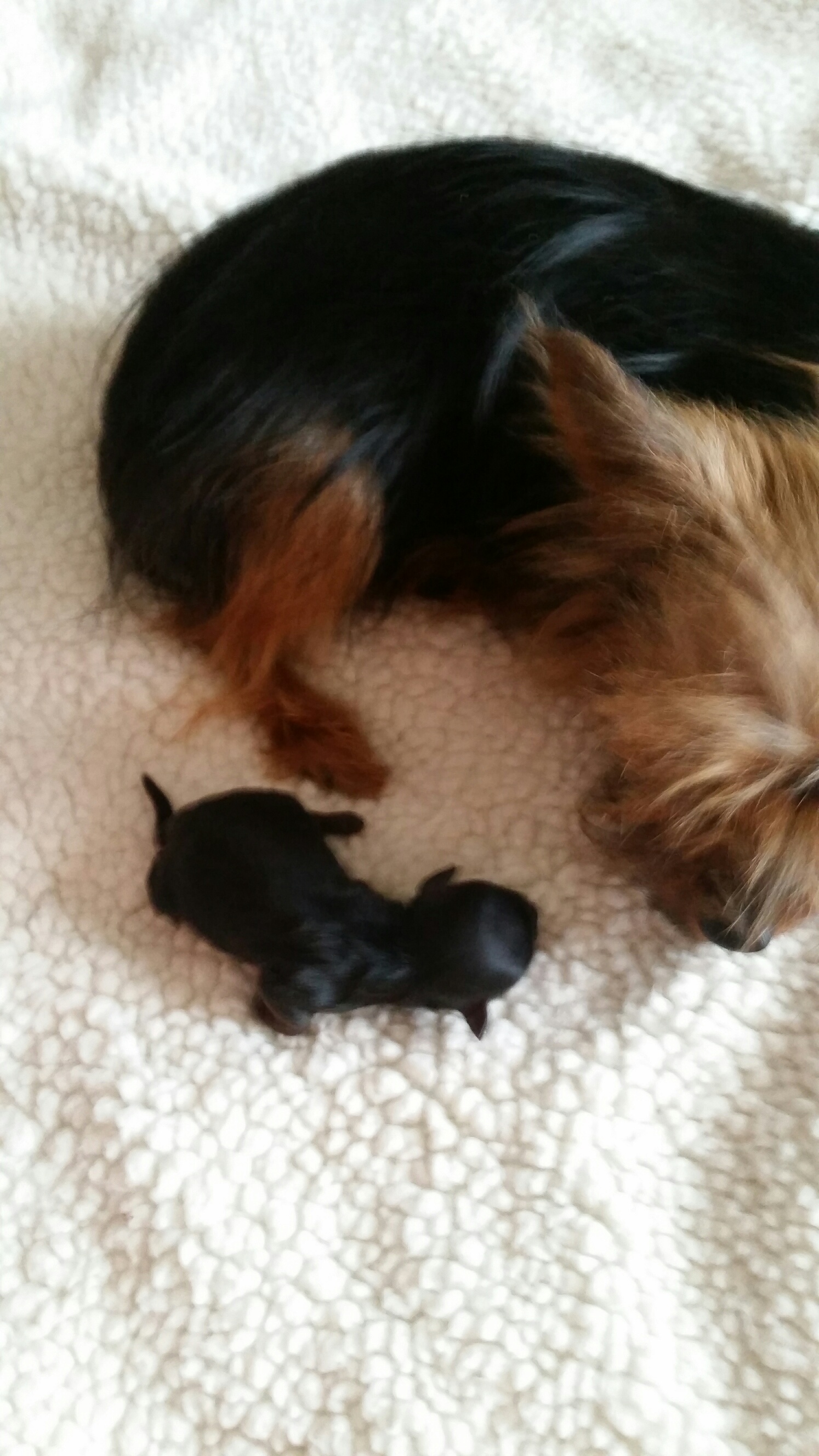 yorkies for sale in greenville sc puppies that are sold yorkie puppies for adoption poodles for sale greenville yorkies for sale in greenville sc puppies that are sold yorkie puppies for adoption poodles for sale greenville