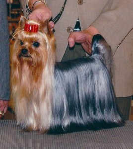 yorkie puppies for sale in south carolina puppies for sale tiny teacup yorkies for sale sc emerald isle yorkies yorkie puppies for sale in south carolina puppies for sale tiny teacup yorkies for sale sc emerald isle yorkies