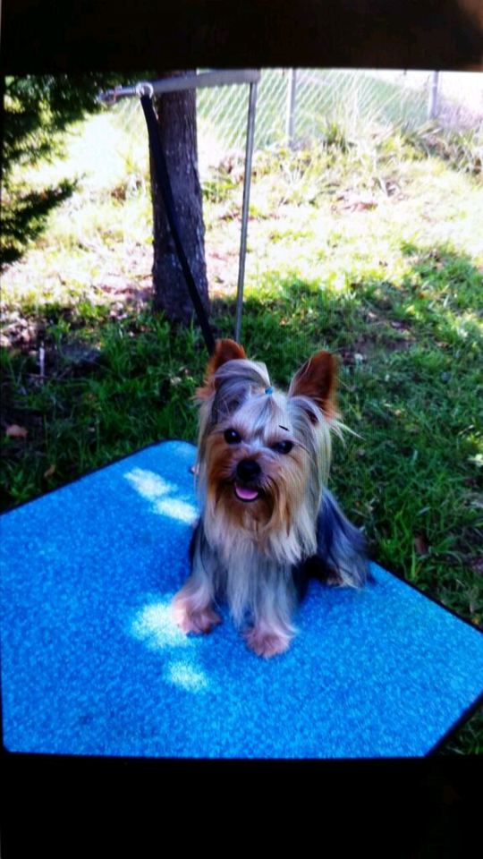 teacup yorkies for sale in greenville sc teacup yorkies for adoption poodles for sale teacup yorkie puppies for sale teacup yorkies for sale in greenville sc teacup yorkies for adoption poodles for sale teacup yorkie puppies for sale
