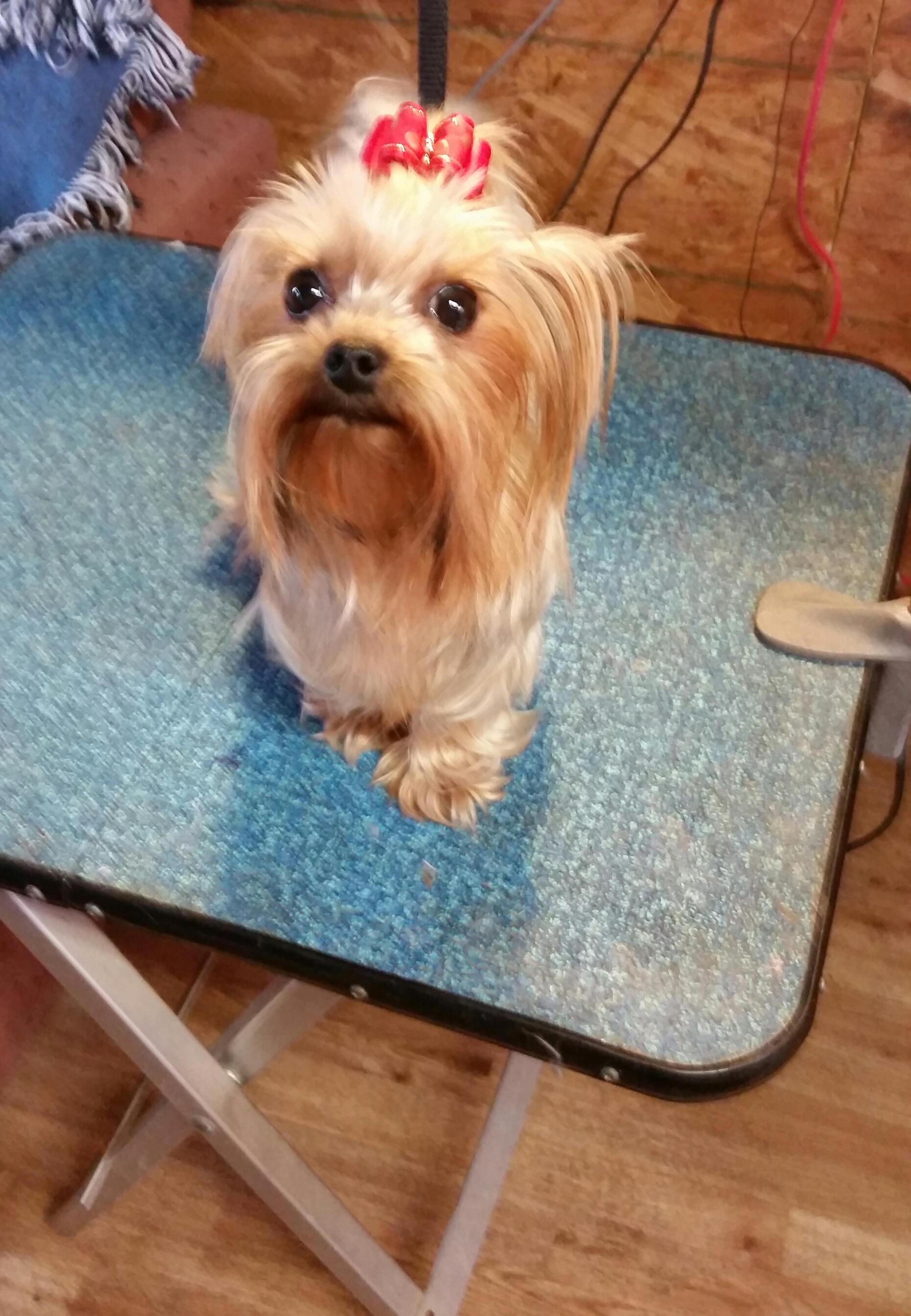 teacup yorkies for sale in kansas city missouri rainbow teacup yorkies breeds picture teacup yorkies for sale in kansas city missouri rainbow teacup yorkies breeds picture
