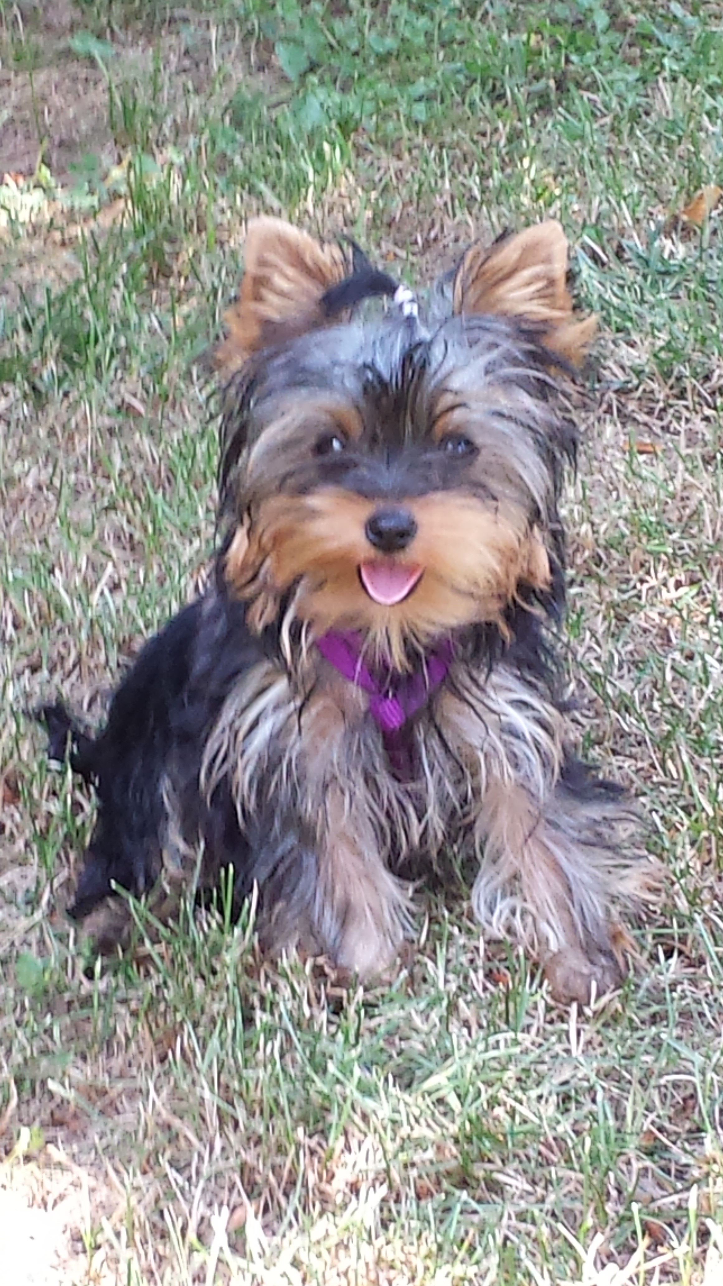 teacup yorkies for sale in greenville sc teacup yorkies for adoption poodles for sale teacup yorkie puppies for sale teacup yorkies for sale in greenville sc teacup yorkies for adoption poodles for sale teacup yorkie puppies for sale