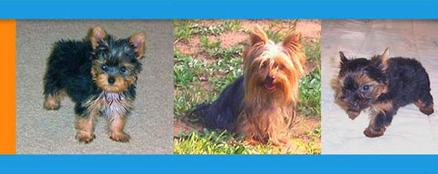 Emerald isle yorkies