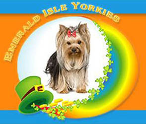 Emerald isle yorkies